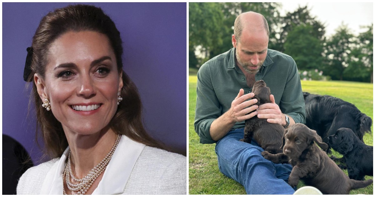 hanno compiuto un atto incredibilmente scollegato dalla realt224 la furia della peta contro william e kate per la cucciolata della loro cagnolina orla