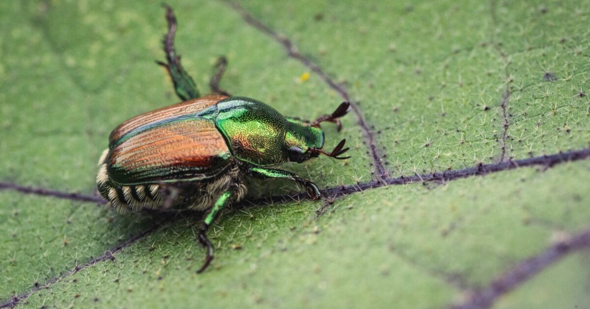 invasione di scarabei giapponesi in lombardia e piemonte scatta l8217allarme per l8217insetto alieno