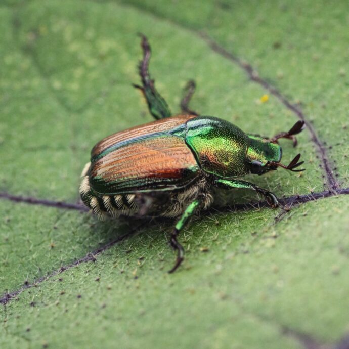 Invasione di scarabei giapponesi in Lombardia e Piemonte, scatta l’allarme per l’insetto “alieno”