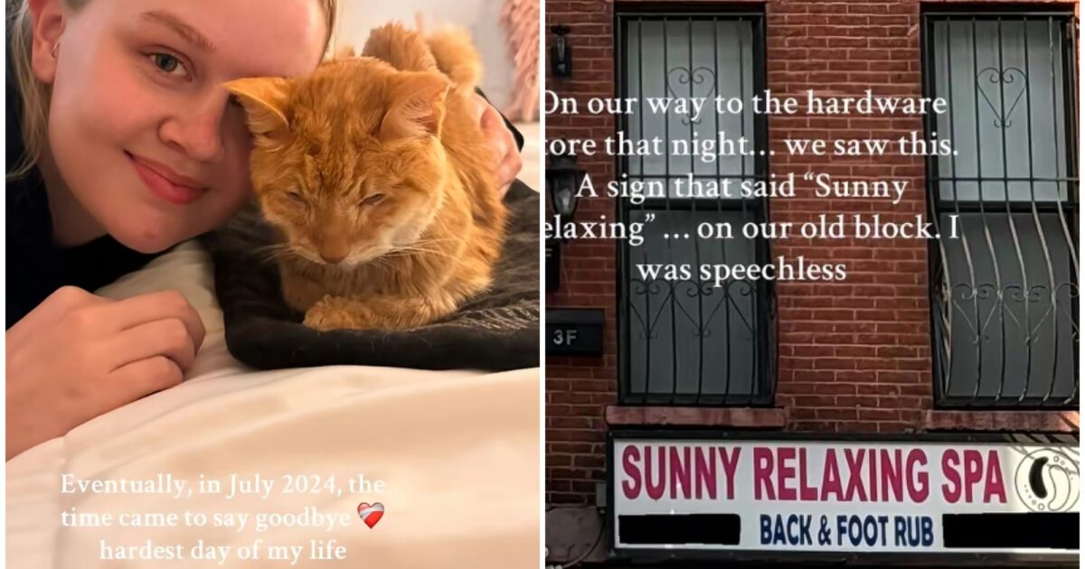 “Il mio gatto è morto, ma un anno dopo ho ricevuto un suo messaggio che mi ha aiutata a ricominciare a vivere”: l’incredibile storia di Hannah Wilson