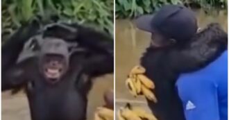 Copertina di Scimpanzé riconosce e abbraccia l’uomo che lo aveva salvato anni prima: il video fa il giro del web
