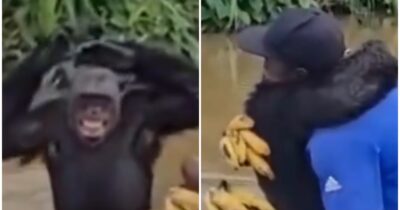 Copertina di Scimpanzé riconosce e abbraccia l’uomo che lo aveva salvato anni prima: il video fa il giro del web