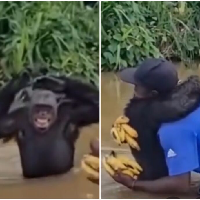 Scimpanzé riconosce e abbraccia l’uomo che lo aveva salvato anni prima: il video fa il giro del web