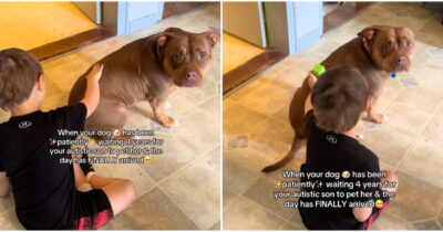Copertina di “Mio figlio Waylon è autistico ed è sempre rimasto indifferente alla nostra cagnolina. Fino a quando è avvenuto un dolcissimo miracolo”: la storia è virale