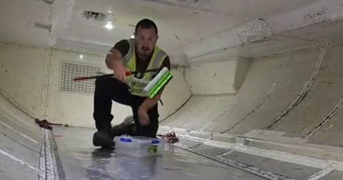 “Attenzione, c’è un serpente sull’aereo e può essere velenoso”: panico tra i passeggeri a bordo, le autorità chiamano un esperto “acchiappaserpenti”