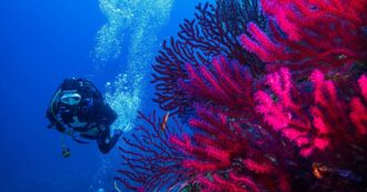 Mediterraneo mai così caldo, anche a 40 metri di profondità. Effetti sulla biodiversità: muoiono le specie autoctone, proliferano quelle aliene