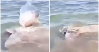 Copertina di “Attenti allo squalo!”: scatta l’allarme su una spiaggia di Paestum, ma era un pesce luna – IL VIDEO