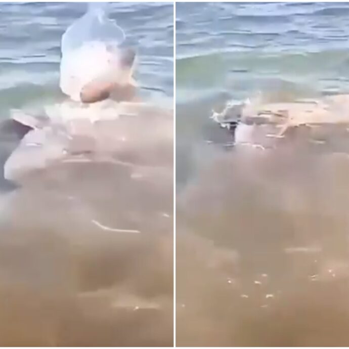 “Attenti allo squalo!”: scatta l’allarme su una spiaggia di Paestum, ma era un pesce luna – IL VIDEO