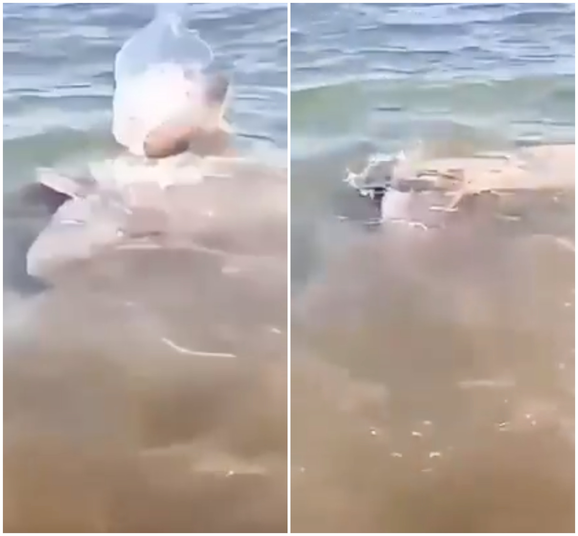“Attenti allo squalo!”: scatta l’allarme su una spiaggia di Paestum, ma era un pesce luna – IL VIDEO