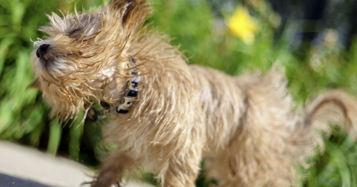 “Il cane appare abbattuto, non si regge sulle quattro zampe, può anche vomitare”: come riconoscere un colpo di calore nei nostri animali – I consigli “Il cane appare abbattuto, non si regge sulle quattro zampe, può anche vomitare”: come riconoscere un colpo di calore nei nostri animali – I consigli