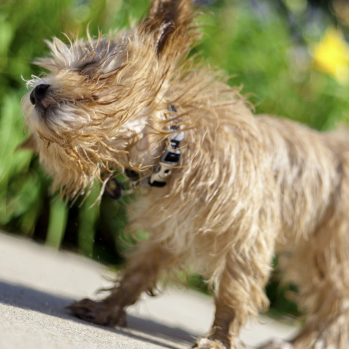 “Il cane appare abbattuto, non si regge sulle quattro zampe, può anche vomitare”: come riconoscere un colpo di calore nei nostri animali – I consigli
