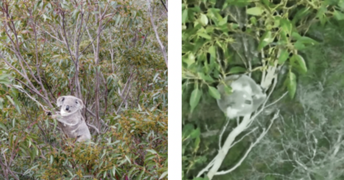 Ci sono 290 koala in città e fino a oggi nessuno li aveva visti: la scopertà a Newcastle