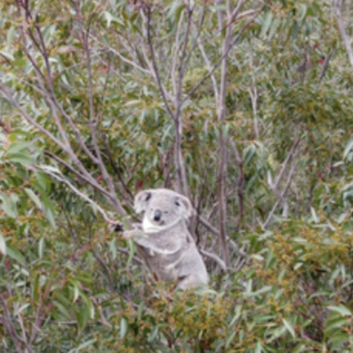 Ci sono 290 koala in città e fino a oggi nessuno li aveva visti: la scopertà a Newcastle