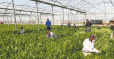 Copertina di Dumping. L’agricoltura europea dev’essere tutelata dai concorrenti sleali tramite  regole valide per tutti