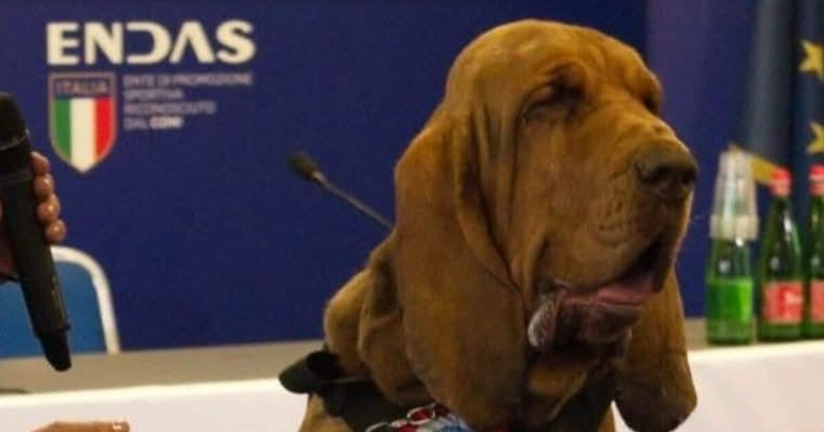 Il “cane eroe” Bruno ucciso da wurstel pieni di chiodi: nella sua vita ha ritrovato nove persone disperse Il “cane eroe” Bruno ucciso da wurstel pieni di chiodi: nella sua vita ha ritrovato nove persone disperse