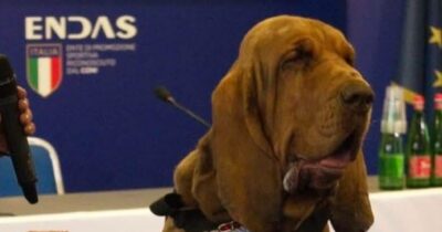 Copertina di Il “cane-eroe” Bruno ucciso da wurstel pieni di chiodi: nella sua vita ha ritrovato nove persone disperse