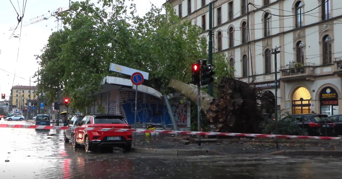 Nubifragio a Milano, grosso albero si abbatte su un chiosco in piazza Baiamonti. Il video Nubifragio a Milano, grosso albero si abbatte su un chiosco in piazza Baiamonti. Il video