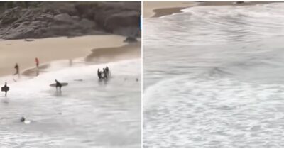 Copertina di Squalo arriva sul bagnasciuga e azzanna un ragazzo: “I surfisti si sono avventati sull’animale e sono riusciti a salvargli la vita” – VIDEO