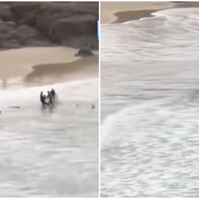 Squalo arriva sul bagnasciuga e azzanna un ragazzo: “I surfisti si sono avventati sull’animale e sono riusciti a salvargli la vita” – VIDEO