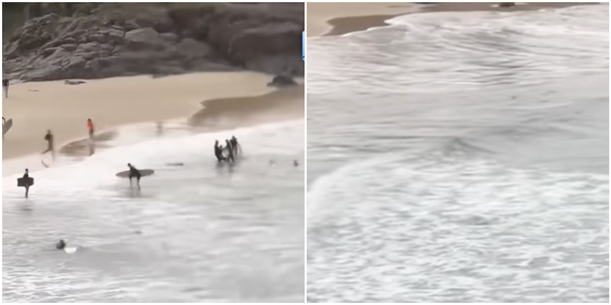 Squalo arriva sul bagnasciuga e azzanna un ragazzo: “I surfisti si sono avventati sull’animale e sono riusciti a salvargli la vita” – VIDEO Squalo arriva sul bagnasciuga e azzanna un ragazzo: “I surfisti si sono avventati sull’animale e sono riusciti a salvargli la vita” – VIDEO