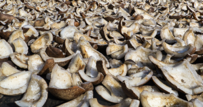 Copertina di Avete intenzione di portare in aereo la copra? Il divieto è totale. Ecco perché non si può imbarcare questa parte del cocco