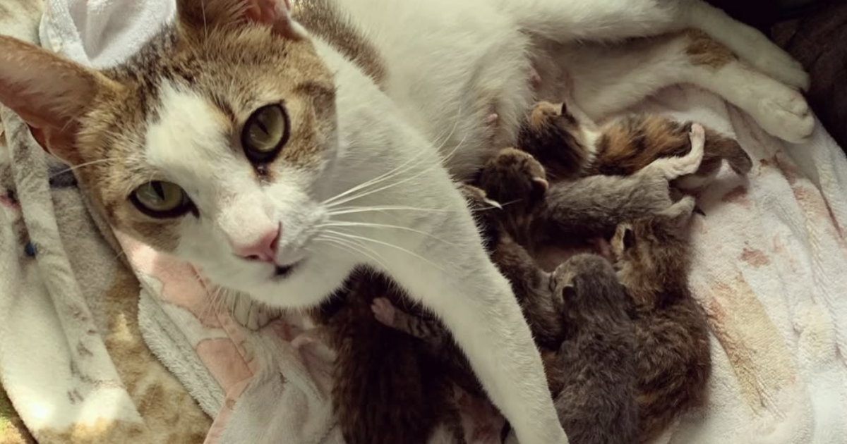 “Mi sono svegliata e mi sono ritrovata con nove gattini appena nati”: parto da record per la gatta Maggie