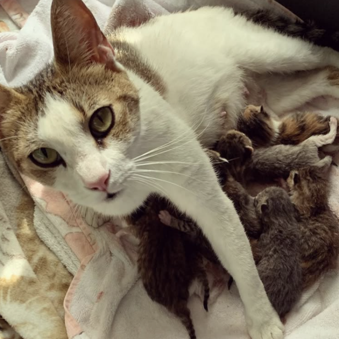 “Mi sono svegliata e mi sono ritrovata con nove gattini appena nati”: parto da record per la gatta Maggie