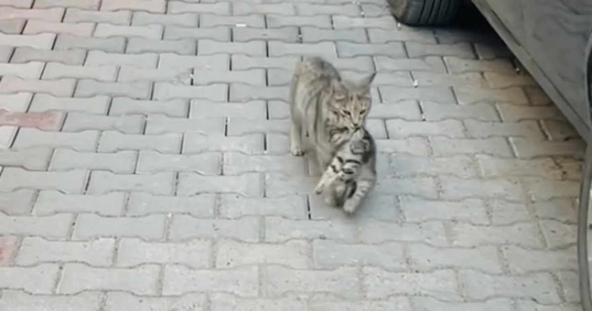 Mamma gatta porta il cucciolo malato dal veterinario. I medici: “Ci siamo emozionati molto” – VIDEO