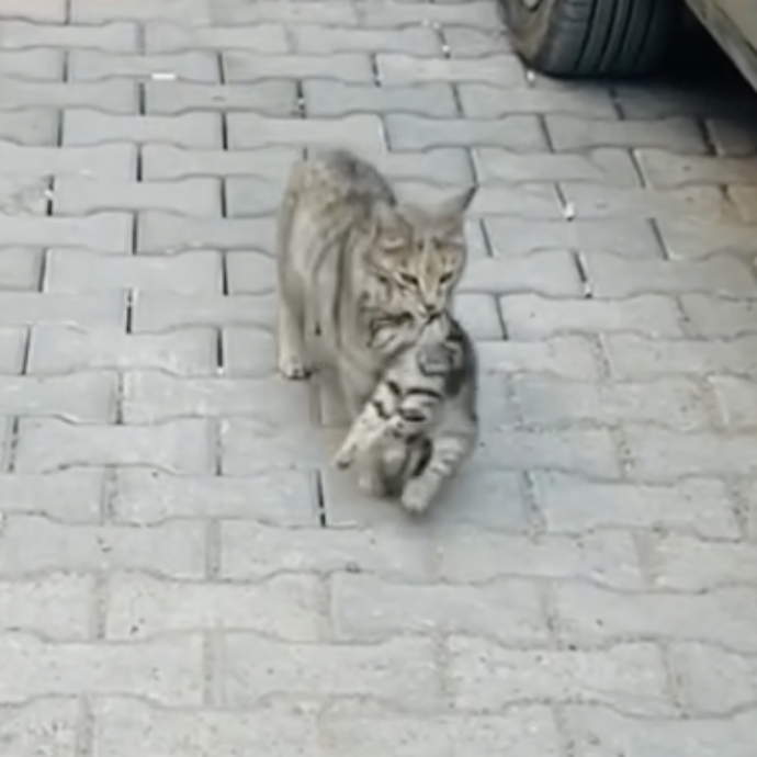 Mamma gatta porta il cucciolo malato dal veterinario. I medici: “Ci siamo emozionati molto” – VIDEO