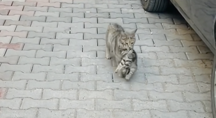 Mamma gatta porta il cucciolo malato dal veterinario. I medici: “Ci siamo emozionati molto” – VIDEO Mamma gatta porta il cucciolo malato dal veterinario. I medici: “Ci siamo emozionati molto” – VIDEO