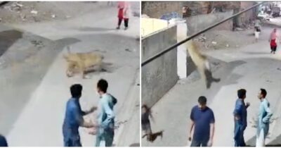 Copertina di Leone scavalca il muro di recinzione dello zoo e piomba in strada tra i passanti: “Ha aggredito una donna e dei bambini” – VIDEO