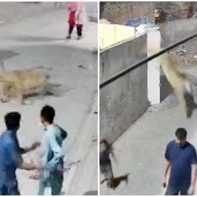 Leone scavalca il muro di recinzione dello zoo e piomba in strada tra i passanti: “Ha aggredito una donna e dei bambini” – VIDEO