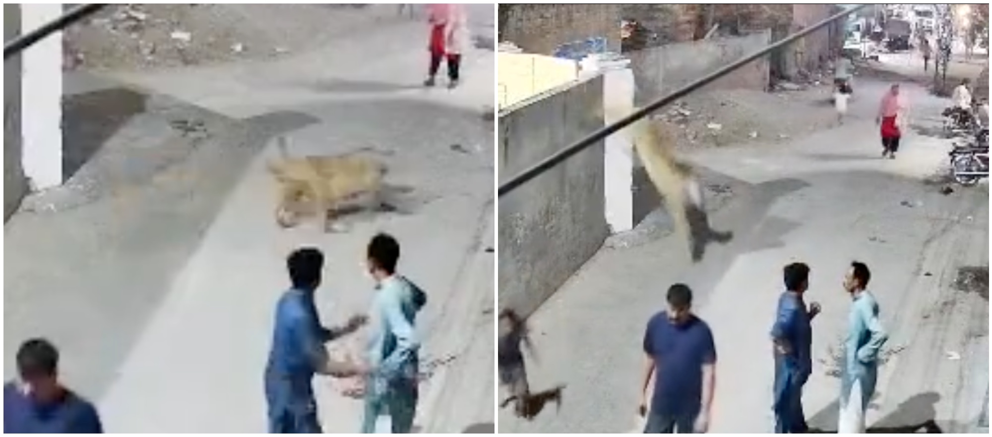 leone scavalca il muro di recinzione dello zoo e piomba in strada tra i passanti ha aggredito una donna e dei bambini 8211 video