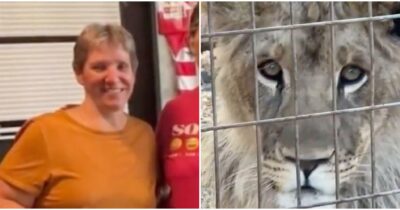 Copertina di “Non è colpa del leone, stava solo giocando”: donna perde un braccio durante una visita allo zoo, la spiegazione del proprietario della struttura