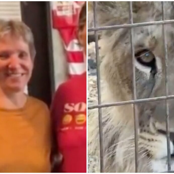 “Non è colpa del leone, stava solo giocando”: donna perde un braccio durante una visita allo zoo, la spiegazione del proprietario della struttura