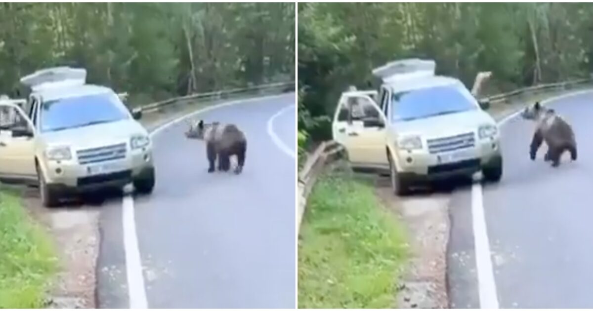 uomo aggredito da un orso in romania si salva tuffandosi nella sua auto continua la preoccupazione sul transfagarasan