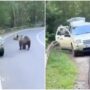 Copertina di Romania, i cuccioli dell’orsa abbattuta, ora abbandonati, saranno portati in un centro di riabilitazione