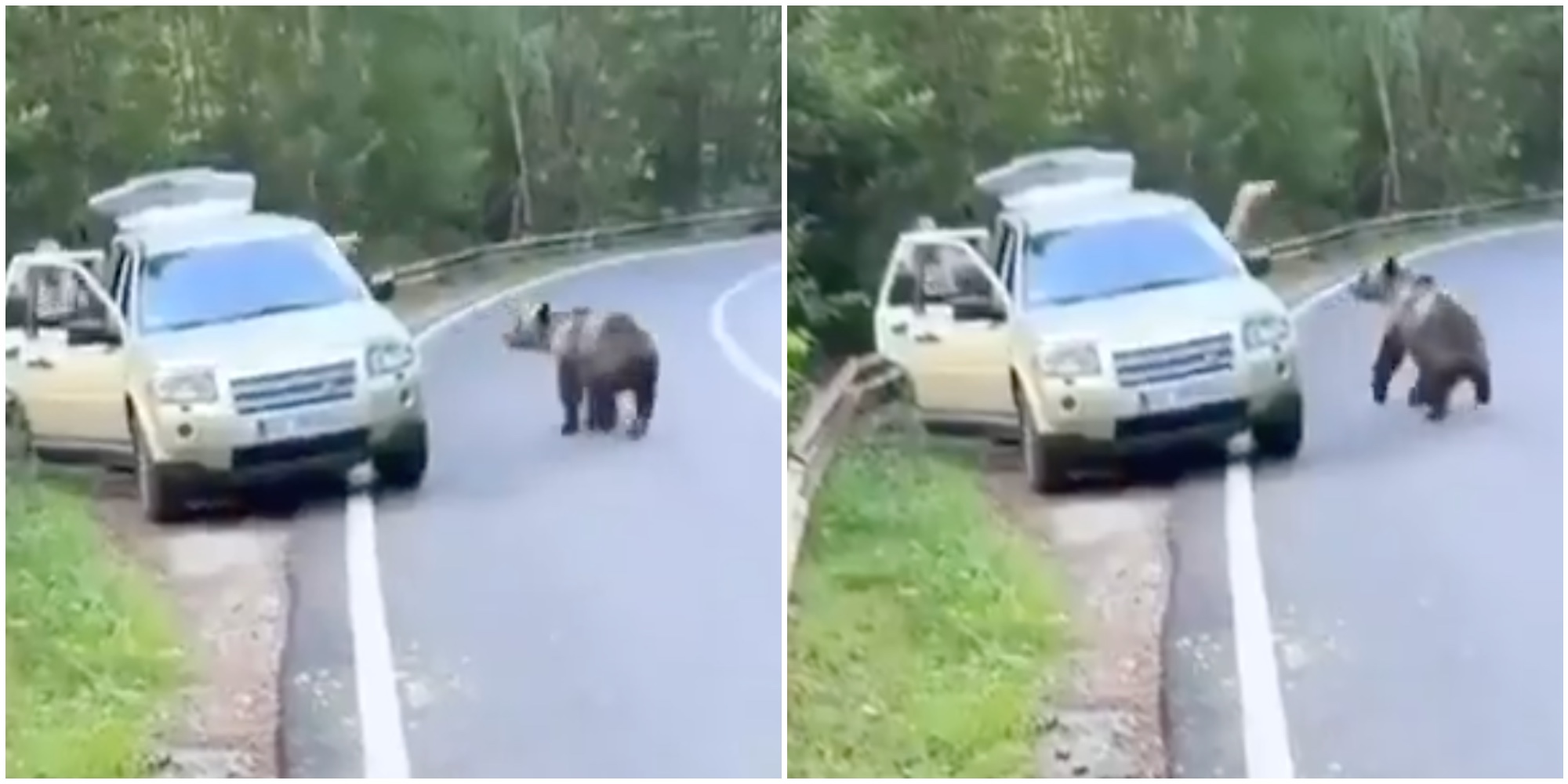Uomo si avvicina pericolosamente a un’orsa coi cuccioli per filmarli in Romania: il plantigrado reagisce – Video Uomo si avvicina pericolosamente a un’orsa coi cuccioli per filmarli in Romania: il plantigrado reagisce – Video