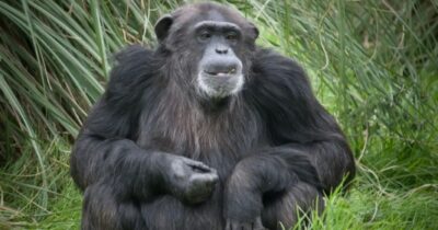 Copertina di Alcuni scimpanzé si infilano fili d’erba nelle orecchie e nel sedere e lo fanno per un motivo preciso