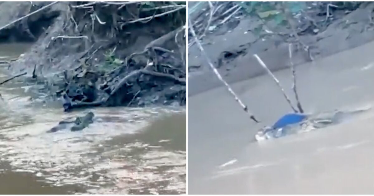 gli amici hanno provato a salvarlo tra le urla strazianti picchiavano l8217animale per liberarlo dalle fauci coccodrillo azzanna e uccide un 15enne
