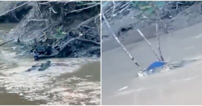 Copertina di “Gli amici hanno provato a salvarlo tra le urla strazianti, picchiavano l’animale per liberarlo dalle fauci”: coccodrillo azzanna e uccide un 15enne