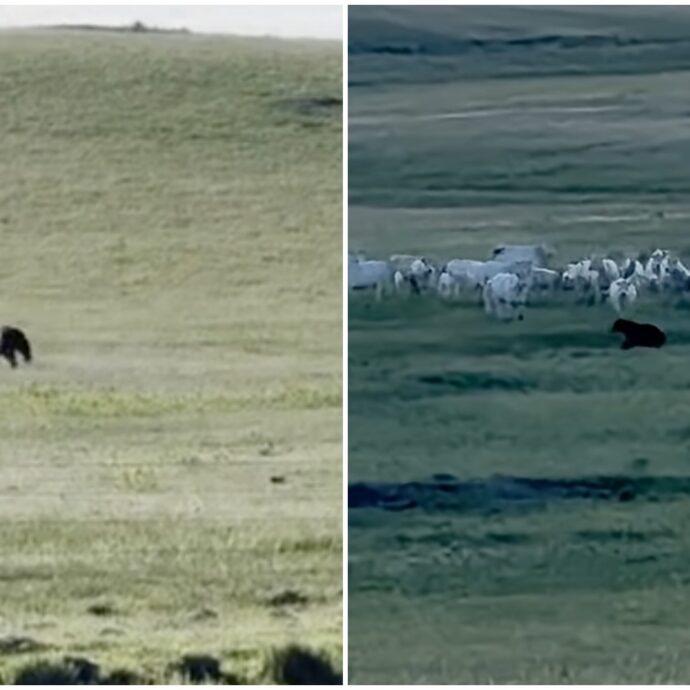 “Orso grizzly attacca un pascolo, ma le mucche fanno squadra e lo fanno allontanare” – IL VIDEO