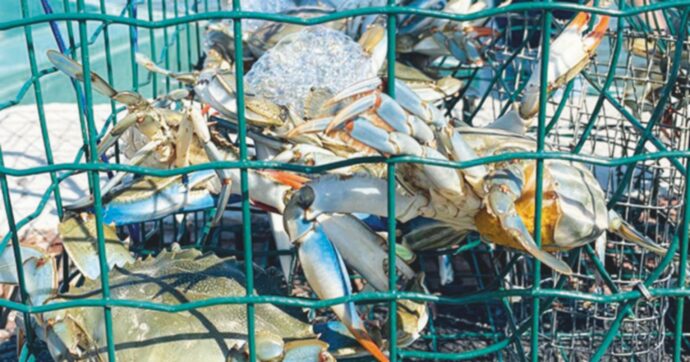 Granchio blu, la crisi continua ma lo Sri Lanka se lo compra