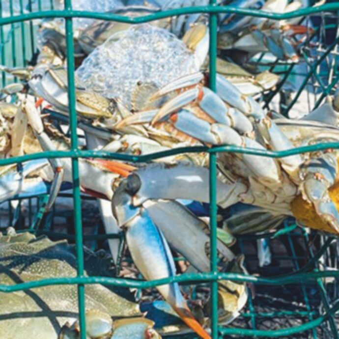 “Siamo invasi dal granchio blu, ogni giorno ne peschiamo 15 tonnellate: ora ci facciamo il patè per gatti”: la trovata dei pescatori del Polesine