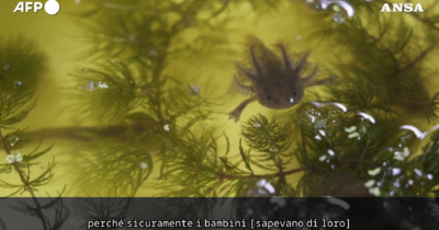 Copertina di La sfida di biologi (e pescatori) messicani: salvare questo piccolo anfibio dalla “criniera di leone” dall’estinzione – Video