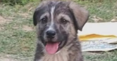 Copertina di “Ha abbaiato e ci ha allarmati. Ci ha permesso di fuggire sani e salvi dalla tragedia”: un cane eroe salva 67 persone prima che una frana distruggesse il villaggio