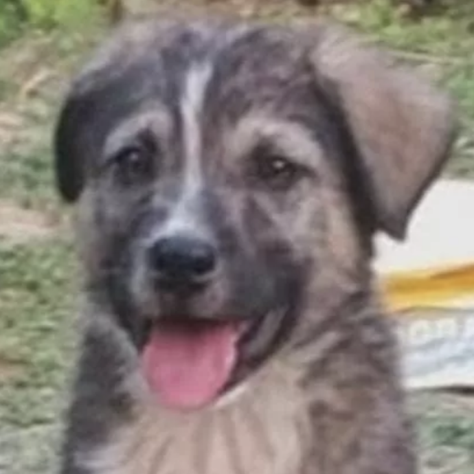 “Ha abbaiato e ci ha allarmati. Ci ha permesso di fuggire sani e salvi dalla tragedia”: un cane eroe salva 67 persone prima che una frana distruggesse il villaggio