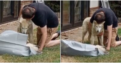 Copertina di Suo fratello Tyson è morto, il cane cieco Yuki rimane immobile dalla tristezza: lo straziante video dell’ultimo saluto tra i due husky