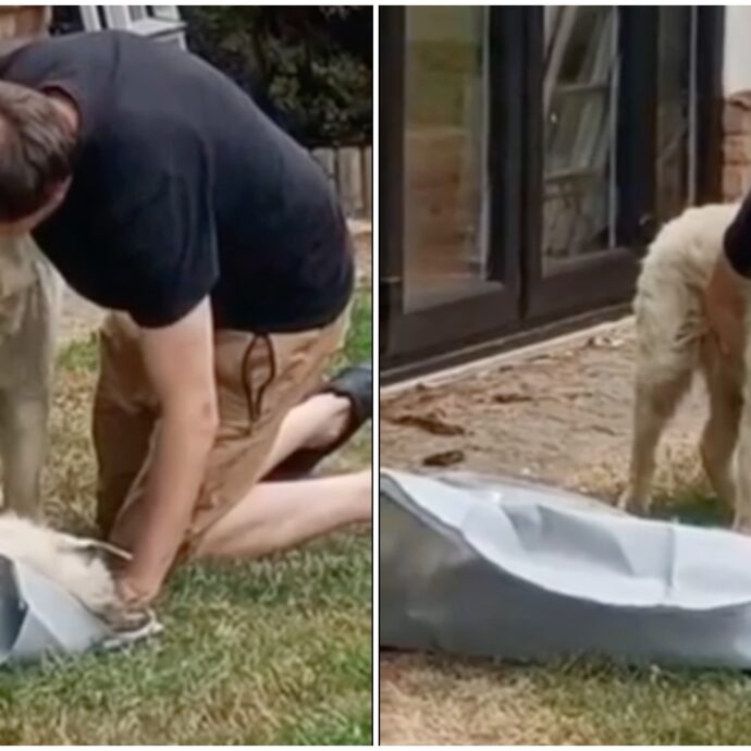 Suo fratello Tyson è morto, il cane cieco Yuki rimane immobile dalla tristezza: lo straziante video dell’ultimo saluto tra i due husky