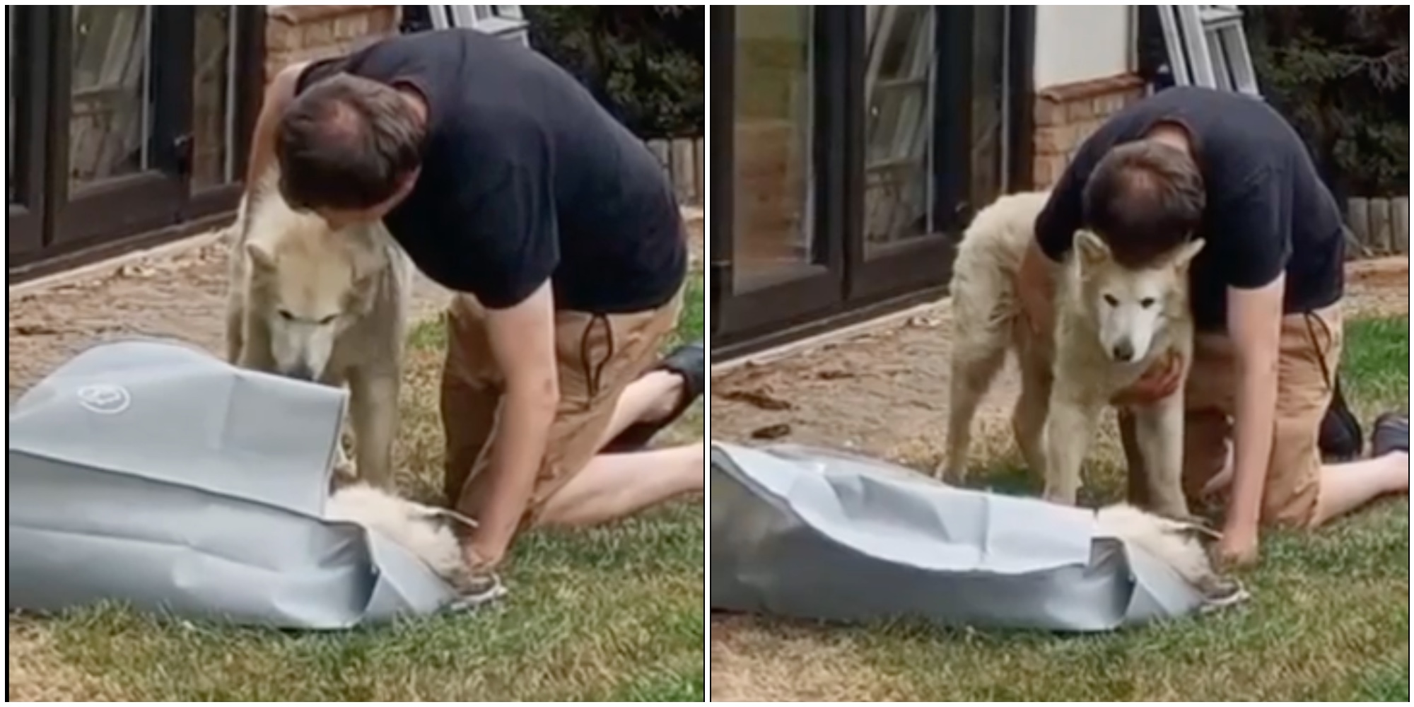 Suo fratello Tyson è morto, il cane cieco Yuki rimane immobile dalla tristezza: lo straziante video dell’ultimo saluto tra i due husky Suo fratello Tyson è morto, il cane cieco Yuki rimane immobile dalla tristezza: lo straziante video dell’ultimo saluto tra i due husky